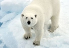 9 февраль куни Россиянинг Архангельск области ҳокимияти