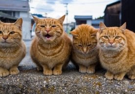 Ҳар бир мушукнинг ўзига хос феъл-атвори бор. Баъзилари ҳар
