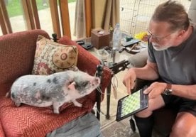 Arnold Schwarzenegger has adopted a donkey and a pig to