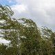 Жителей Ташкента предупредили о возможном усилении ветра,